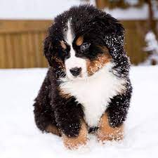 Somebody S Feeling Bashful Adorable Bernese Mount Dog Puppy Berner Bernesemountaindog Bmd Dog Breeds Burmese Mountain Dogs Bernese Mountain Dog Puppy