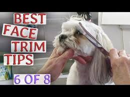 I love to teach other maltese owners how to groom at home. How To Groom A Maltese Dog At Home Neeness