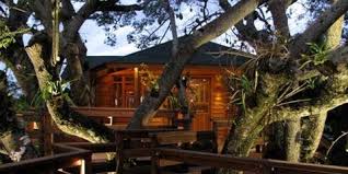 10 Best Treehouse Plans And Designs Coolest Tree Houses Ever How to draw a roof and shingles with two point perspective. 10 best treehouse plans and designs