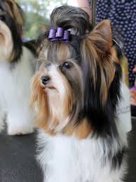 Rocky Mountain Biewer Terriers Dolores Pups Google Search Dolores