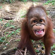 The bukit merah orang utan island (oui) foundation has been conducting behavioral and veterinary research on orangutans as an attempt at ex situ conservation. Bild Konnte Enthalten Im Freien Pet Monkey Baby Animals Orangutan