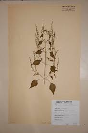 Image result for Basilicum polystachyon