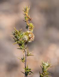 Image result for Cliffortia