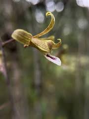Image result for Eulophia tuberculata