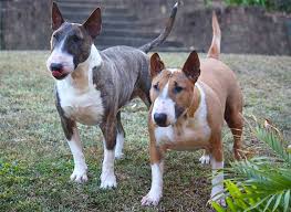 Image result for bulteriér