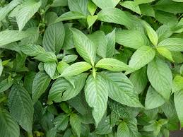 Image result for Brillantaisia cicatricosa