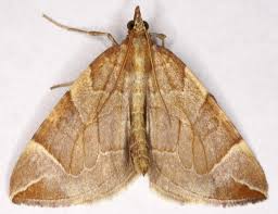 Image result for Eulithis testata