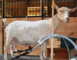 What Does Goat Milk Taste Like Anyway