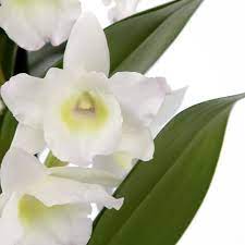 Orchids Dendrobium Orchids Care Watering And Repoting By Lily Calyx August August Calyx Care D Dendrobium Orchids Care Dendrobium Orchids Orchid Care