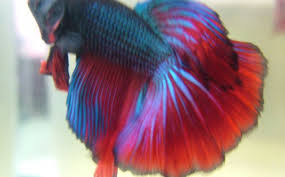 Contact half moon betta fish on messenger. Moon Fighter Fish Vang Bettas