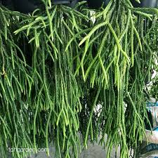 Image result for Huperzia