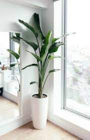 Place this gorgeous fireplace unit in the corner of your master bedroom or in the main living room for a cozy and comfortable environment. 220 Best Tall House Plants For Your Home Decor Ideas In 2021 Plants House Plants Indoor Plants