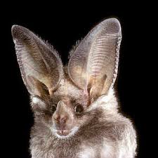 Since around 1996 the bumblebee bat has been listed as endangered with its population decreasing. Why Bats Need Your Kids To Love Them Childhood By Nature