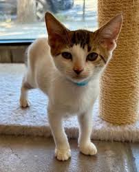 Papi is a darling two month old male short hair Kitten with a white face  and body and a brown tabby 'zorro' mask over his face. He has lots of white  whiskers,