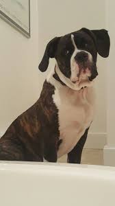 They are not generally a good fit for apartment living, but they can adapt as. My American Bulldog Pup At 5 Months Old American Bulldog Bulldog Puppies Lap Dogs