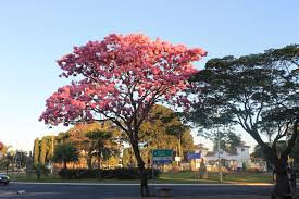 Image result for Handroanthus sp. near impetiginosus