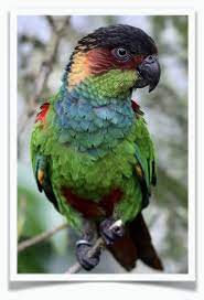 Check spelling or type a new query. Blue Throated Conure Pet Birds For Sale