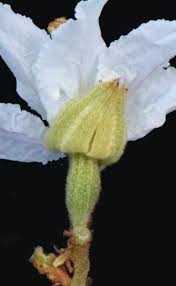 Image result for Bauhinia burrowsii