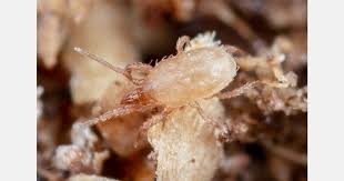 Image result for Vitellariopsis