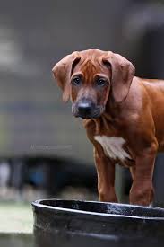 blog hunterholm tierheim hunde lustige bulldogge hund funnies