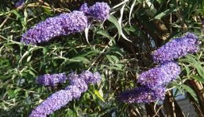 Includes a list of some of the most common butterfly species in the pacific northwest and their favorite food sources, and. What S Up With Weeds July Clackamas Swcd