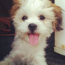 Black And White Maltese Shih Tzu Puppy Maltese Shih Tzu To Cute I Love The White And Light Brown Coloring Baby Dogs Cute Dogs Puppies