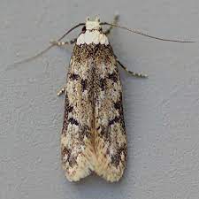 Though several presumed congeners of e. White Shouldered House Moth Alchetron The Free Social Encyclopedia