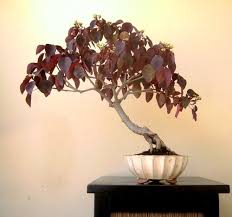 Image result for Euphorbia cotinifolia