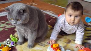 Maybe you would like to learn more about one of these? British Shorthair Cat Vs Baby Youtube