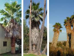 Image result for Washingtonia