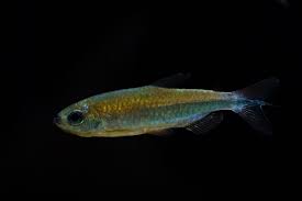 Congo tetra and over 2000 species on stock with 24 hours express delivery to your door. Phenacogrammus Sp Fantastique Rubinroter Kongosalmler Fishtopia