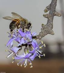 Image result for Rhigozum brevispinosum