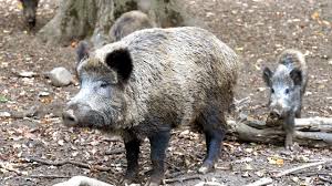 Normaler weise werfen die bachen in der zeit von anfang februar bis ende april. Durch Corona Pandemie Wildschweine Verlassen Walder Und Erobern Stadte The Weather Channel Artikel Von The Weather Channel Weather Com