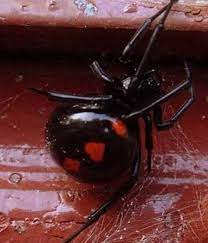 Pin By Lynda Miner On Animals Spider Animals Black Widow Spider