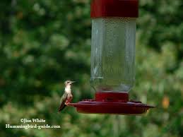 Mix it up until it's completely dissolved. Hummingbird Nectar Recipe How To Make Homemade Hummingbird Food