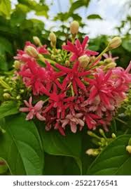 Image result for Aneilema welwitschii