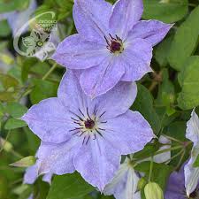Check spelling or type a new query. Anwendung Von Kletterpflanzen Clematis Zrodlo Dobrych Pnaczy