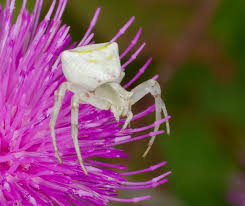 Image result for Disperis thomensis