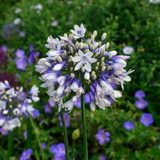 Image result for Agapanthus codii
