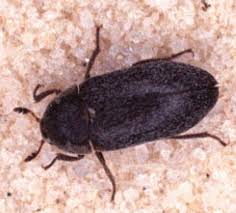 Black Beetle Bug In House What S Eating Your Clothes Black Carpet Mildew Remover For Fabric Mold Removal Cost