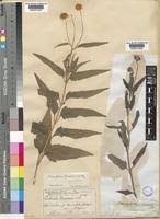 Image result for Lipotriche scandens