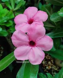Image result for Adenium swazicum