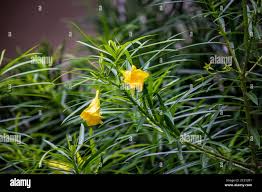 Image result for Cascabela