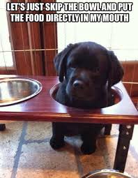 Lets Skip The Bowl Funny Quotes Memes Quote Dog Meme Lol Funny Quote Funny Quotes Humor Funny Animals Cute Animals Funny Animal Pictures