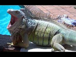 River Cafe Iguana Puerto Vallarta Galvan Real Estate And Services Animals Iguana Pets
