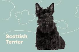 Image result for scottish terrier