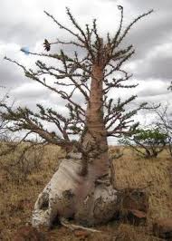 The kobas is protected by forestry legislation because in nature it grows very slowly. Pachypodium Lealii Bottle Tree Seeds