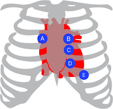 Image result for Point of Maximum Impulse