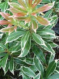 Andromede Du Japon Variegata Pieris Japonica Le Jardin Du Pic Vert
