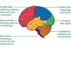 Macd107 Lobesfunctions Of Brain Labelled 20140530 Large Jpg 900 853 Brain Diagram Human Brain Diagram Brain